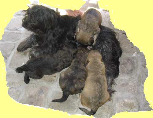 4_wochen_hund_2
