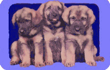 hundegeschichten_1